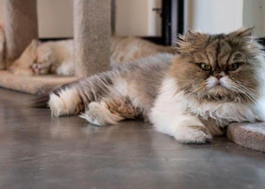 Lucky Cats Now Living Large Thanks to Late Owner's Generosity