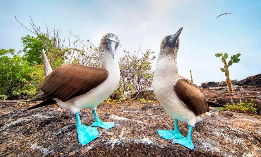 The Blue-Footed Booby.jpg?format=webp