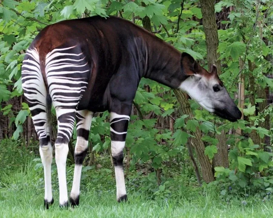 The Okapi.jpg?format=webp