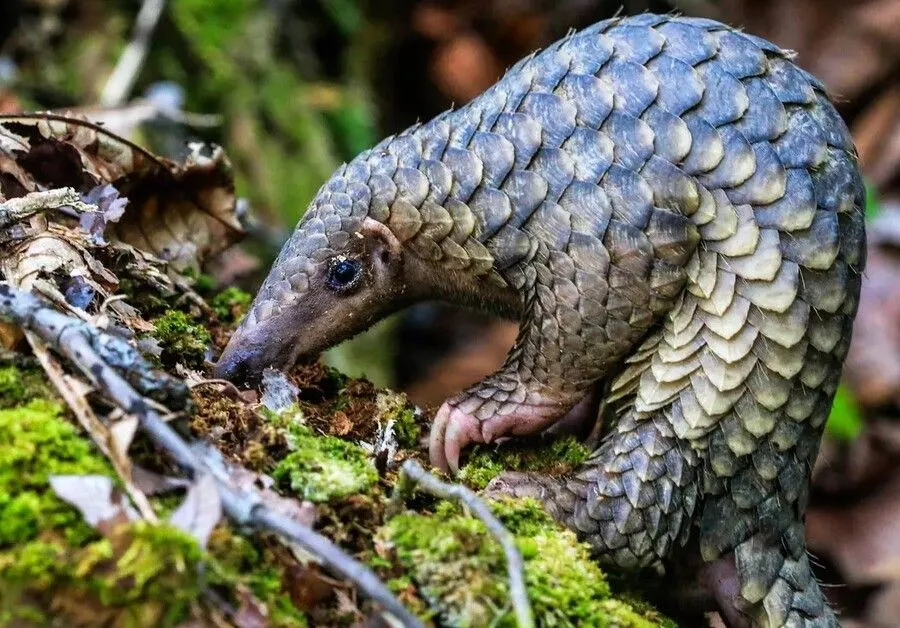 The Pangolin.jpg?format=webp